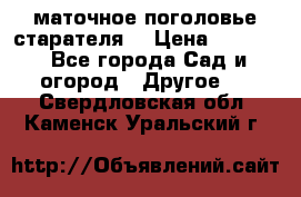 маточное поголовье старателя  › Цена ­ 3 700 - Все города Сад и огород » Другое   . Свердловская обл.,Каменск-Уральский г.